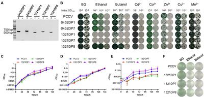 Expression of tardigrade disordered proteins impacts the tolerance to biofuels in a model cyanobacterium Synechocystis sp. PCC 6803